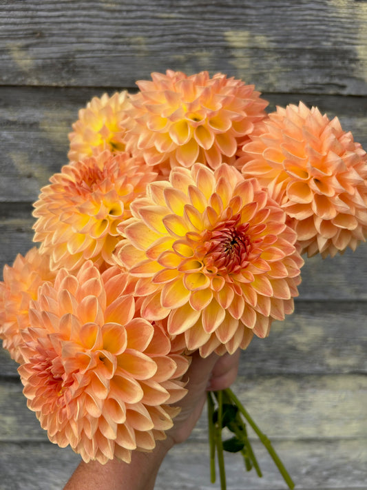 Gateshead Festival - LIMIT 1