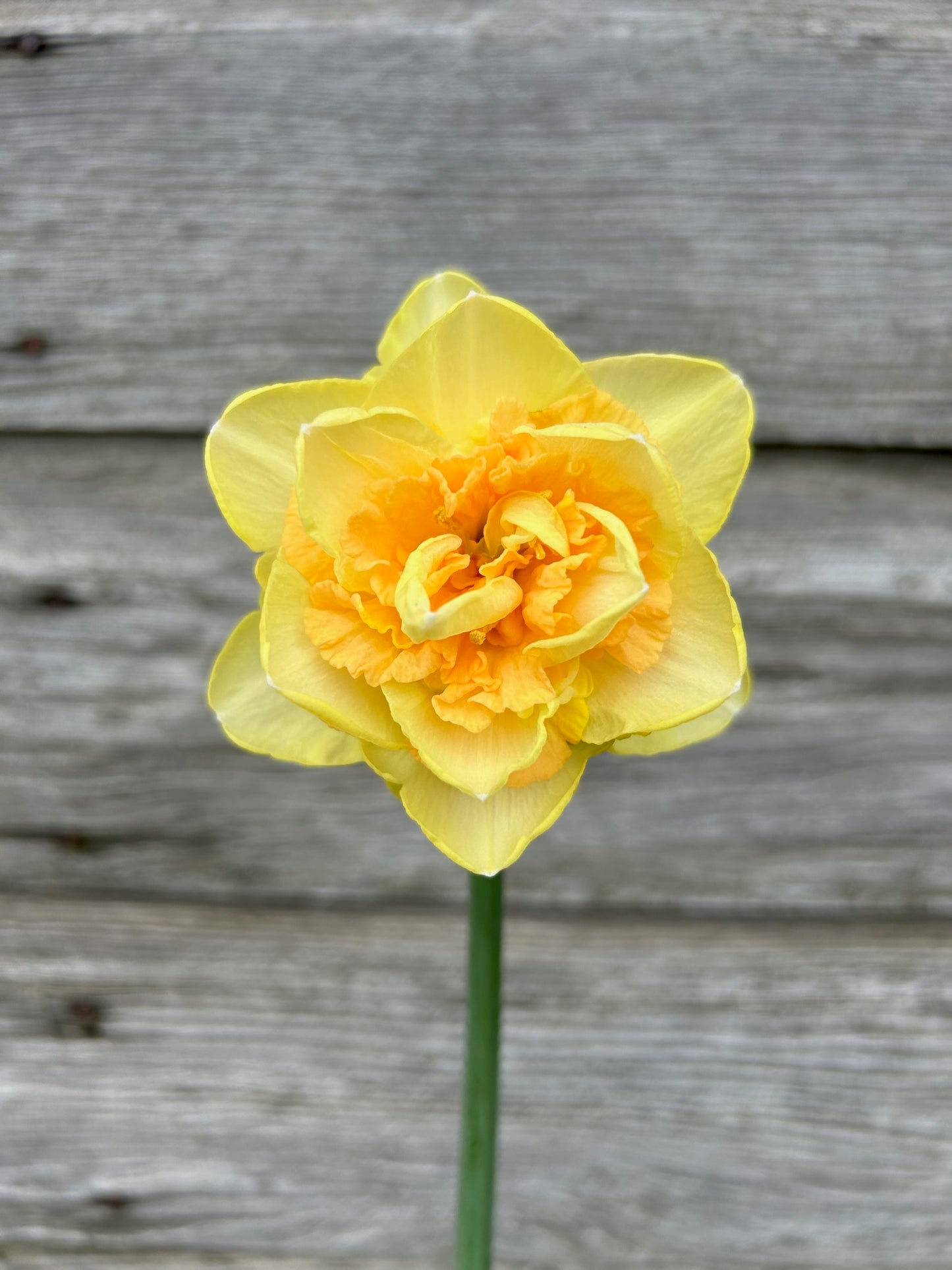 Daffodil - Eggs Benedict