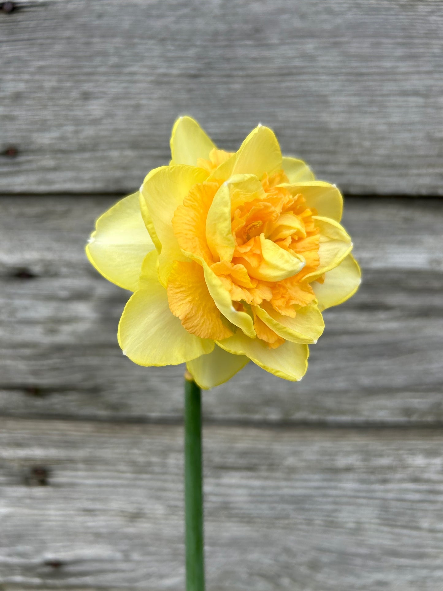 Daffodil - Eggs Benedict