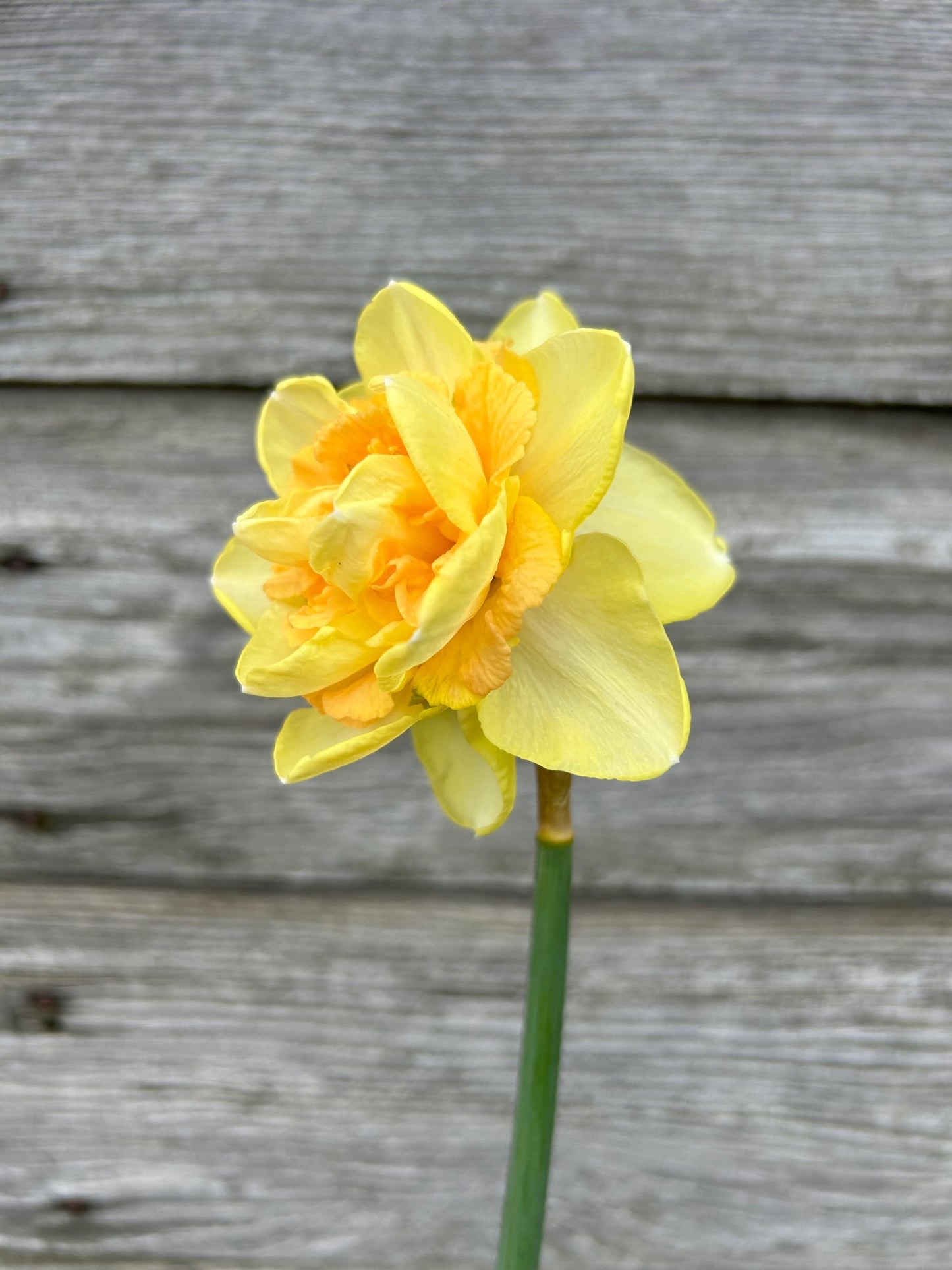 Daffodil - Eggs Benedict