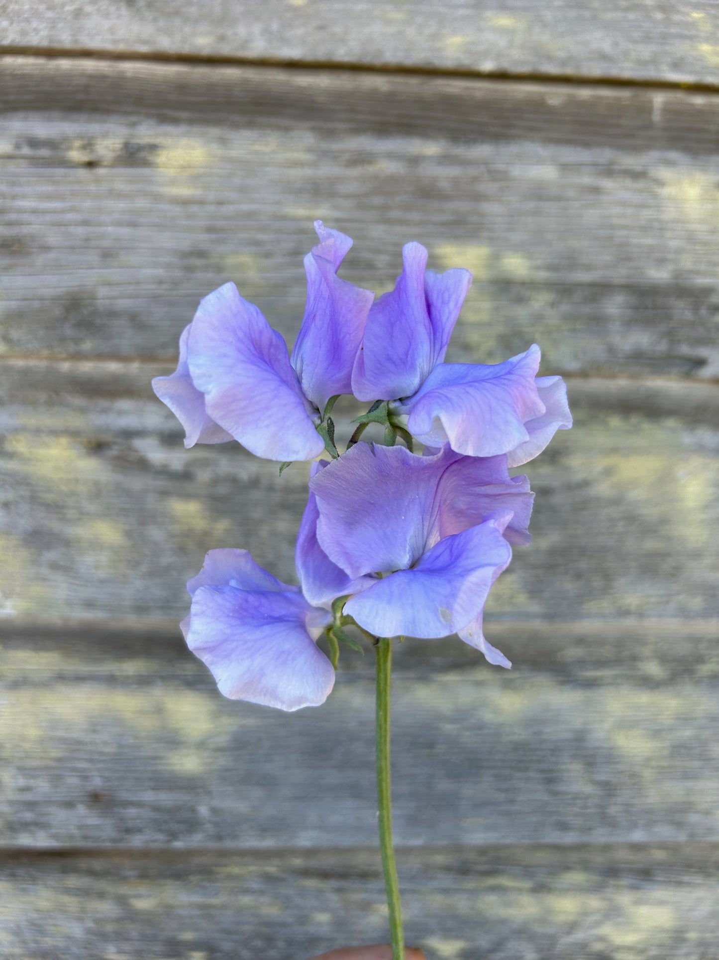 Sweet Pea - Peter George Wale