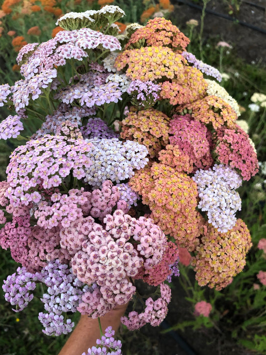 Yarrow - Summer Pastels