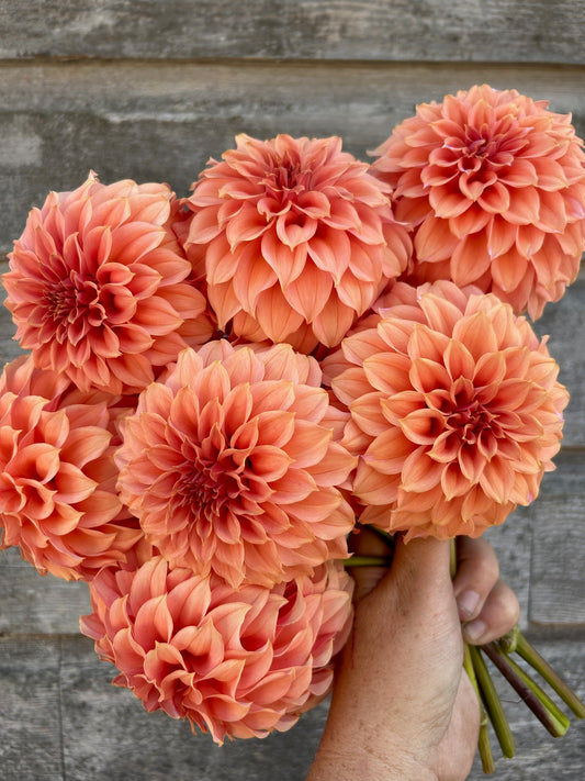 Orange - Peaches N'Cream