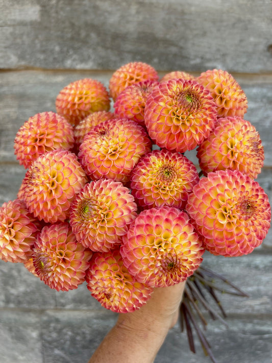 Minley Carol - LIMIT 1