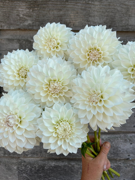 KA's® Bella Luna - LIMIT 1