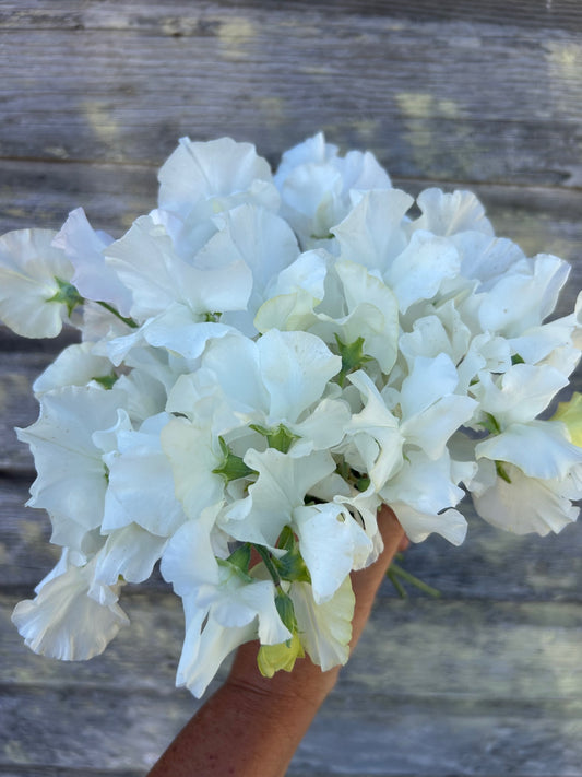 Sweet Pea - White Frills