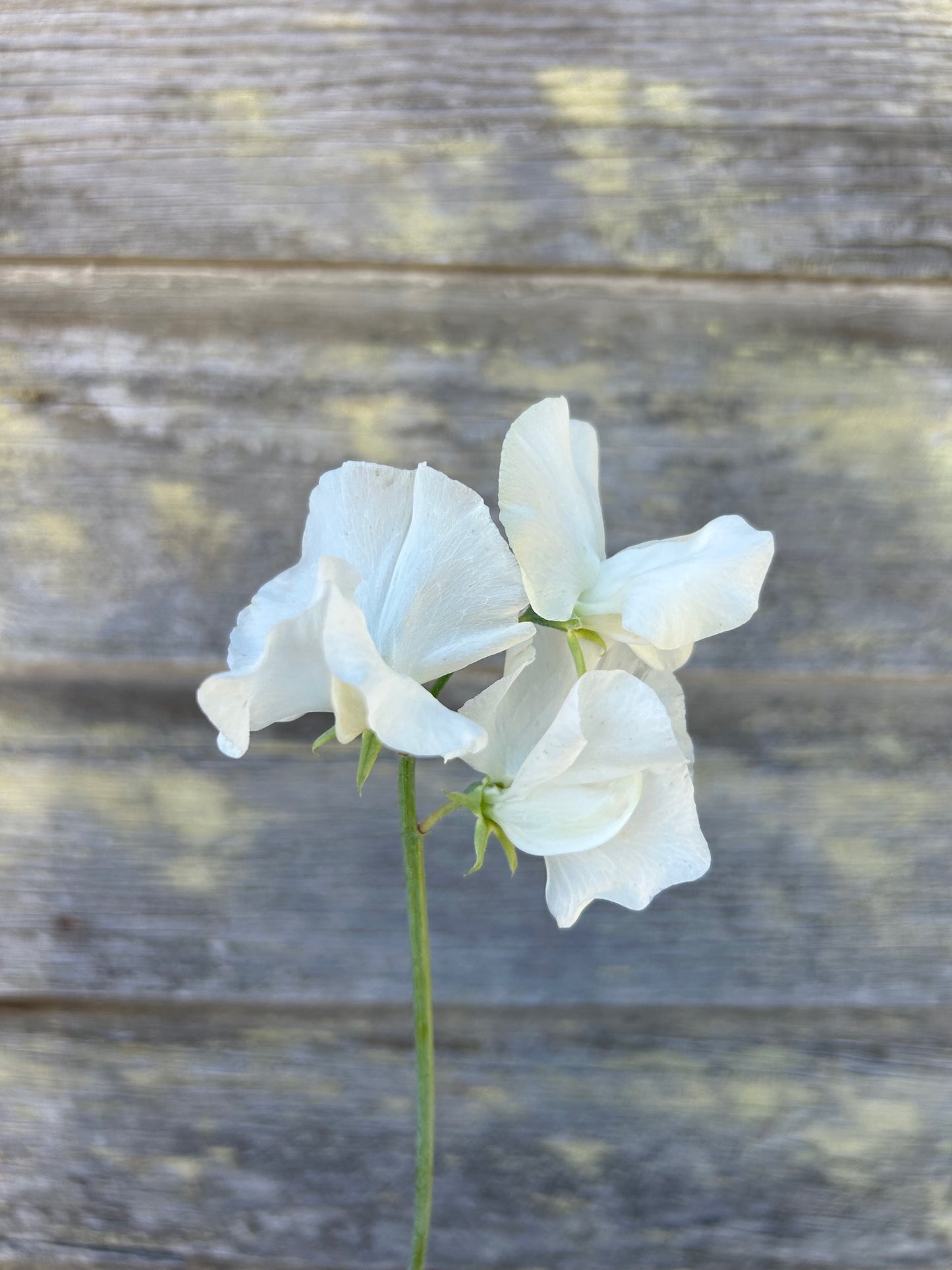 Sweet Pea - White Frills