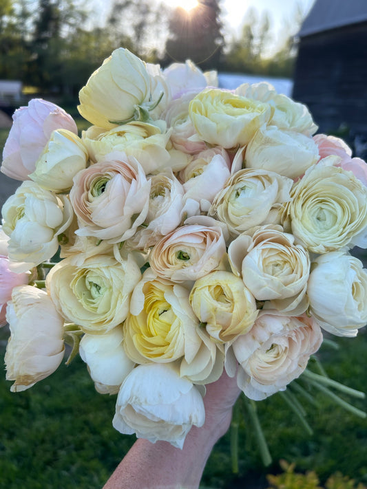 Ranunculus Wedding Pastels