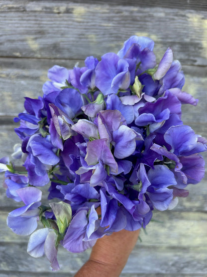 Sweet Pea - Blue Danube