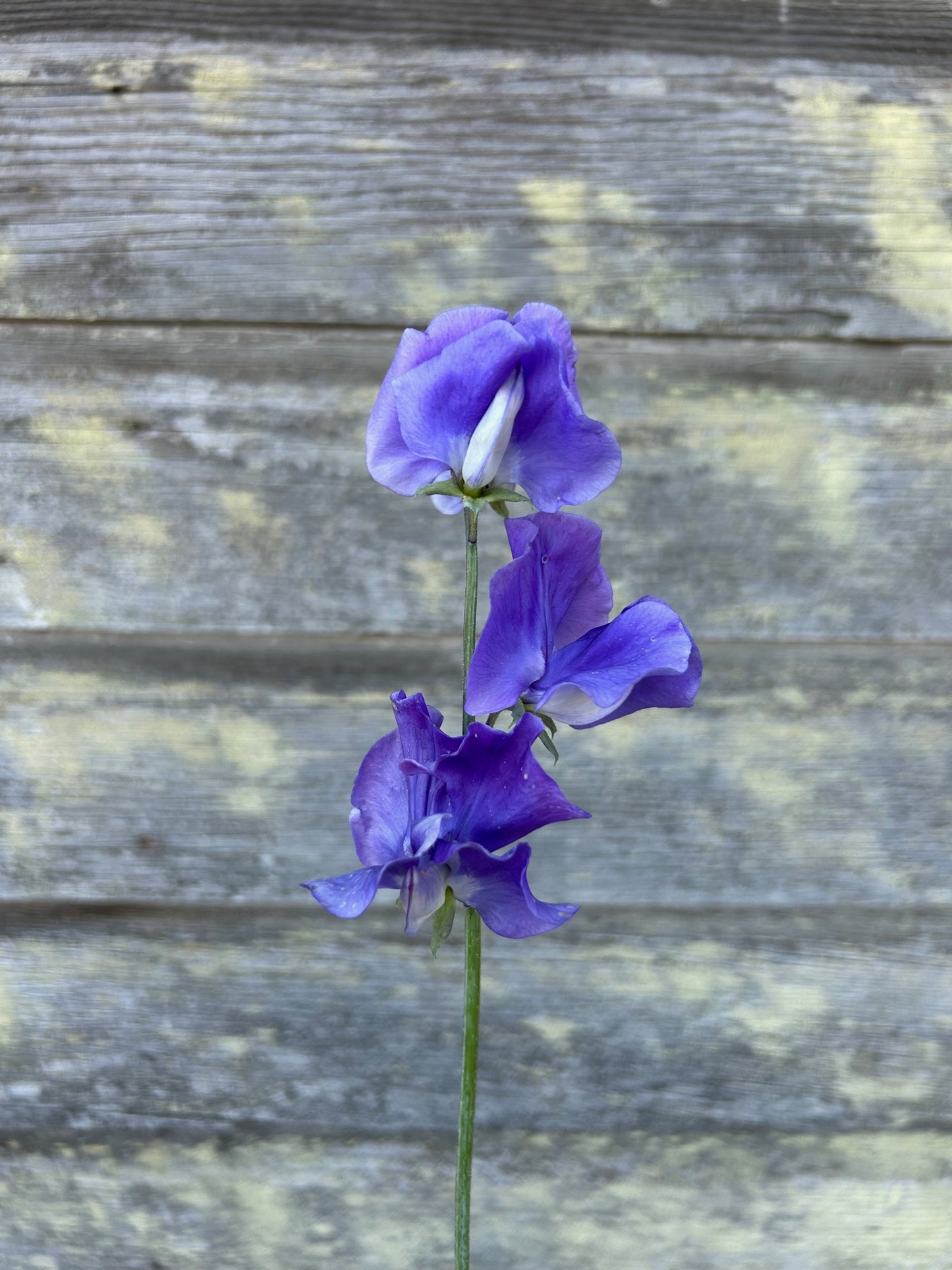 Sweet Pea - Blue Danube