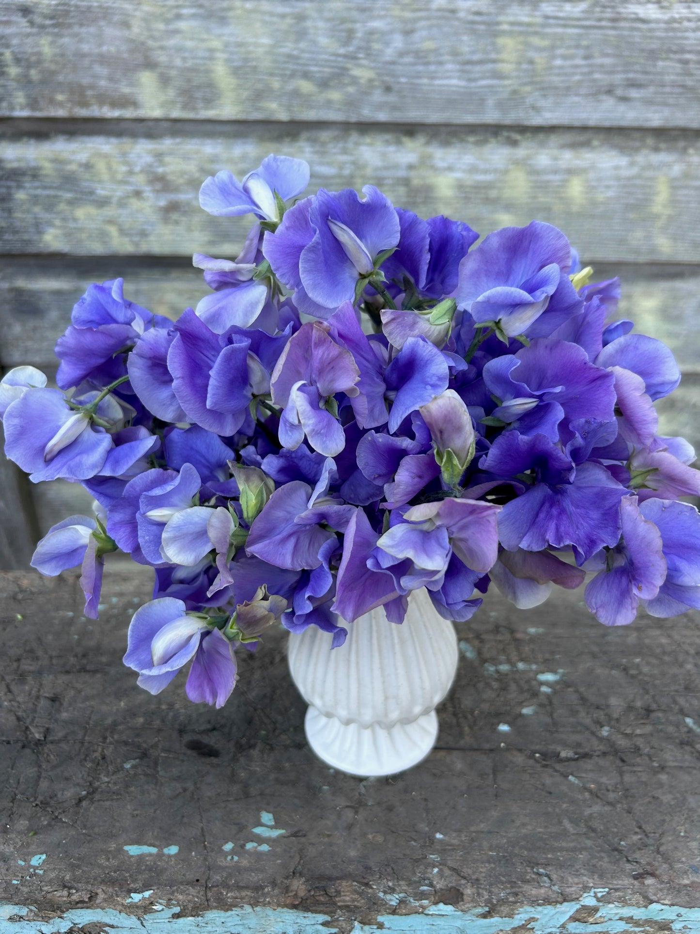 Sweet Pea - Blue Danube