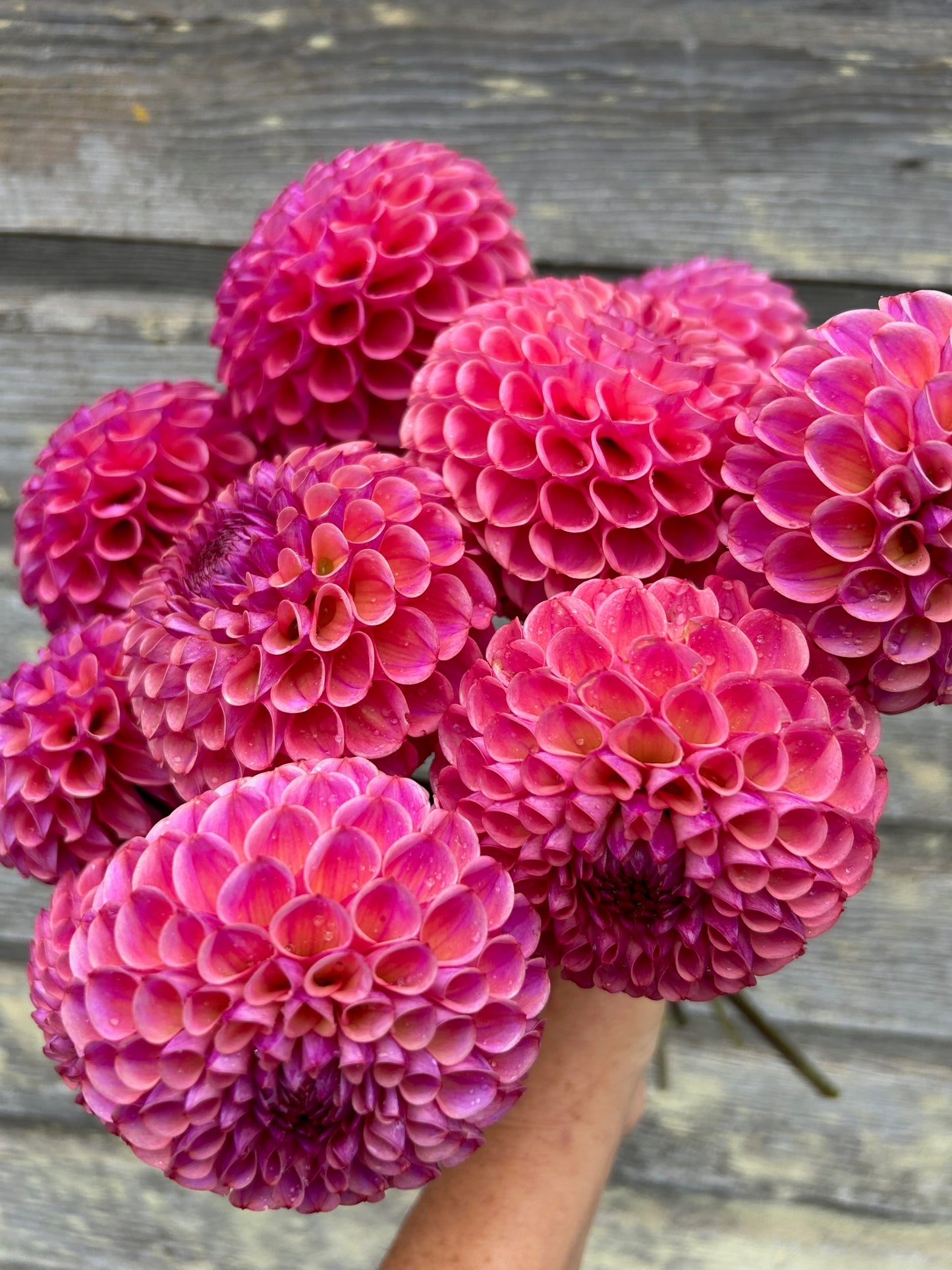 Mystery Raspberry Ball