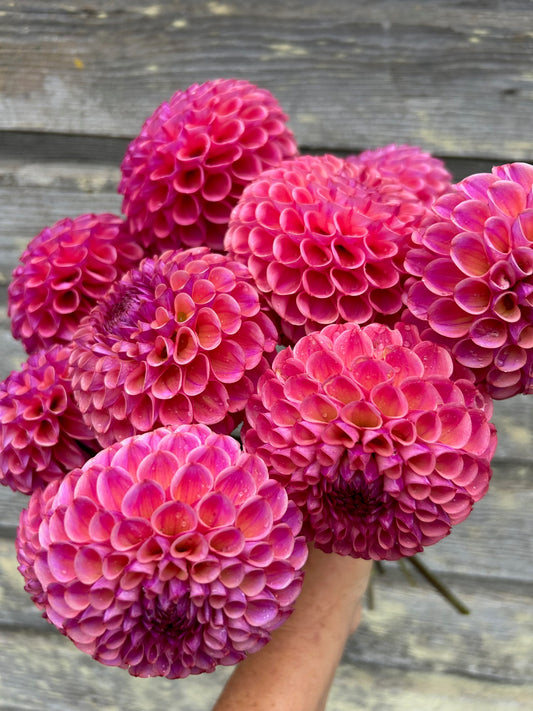 Mystery Raspberry Ball