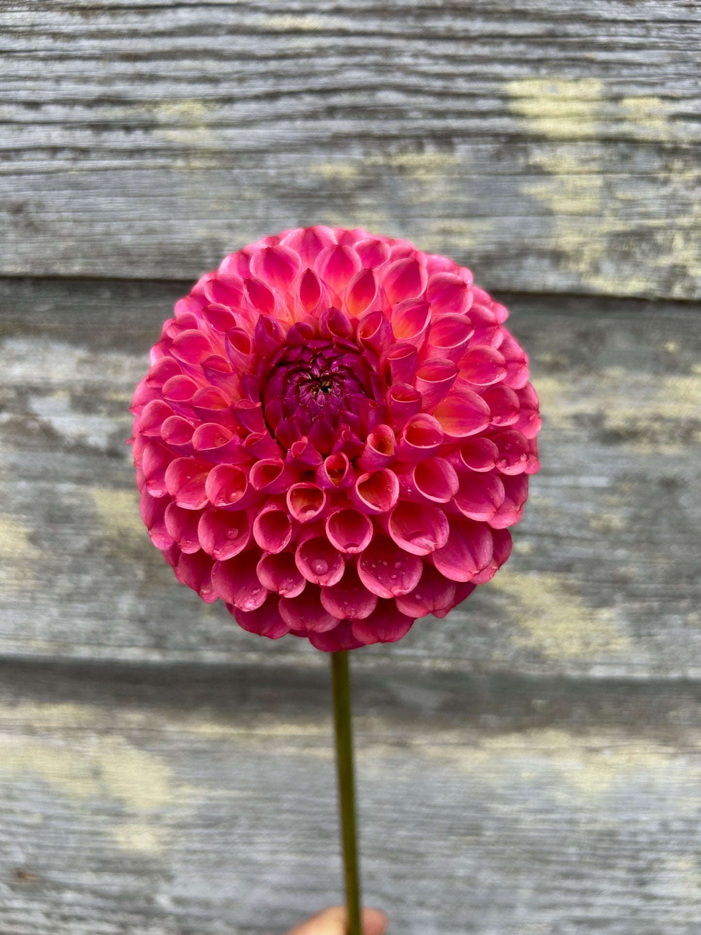 Mystery Raspberry Ball