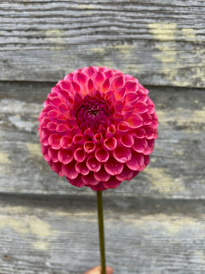 Mystery Raspberry Ball