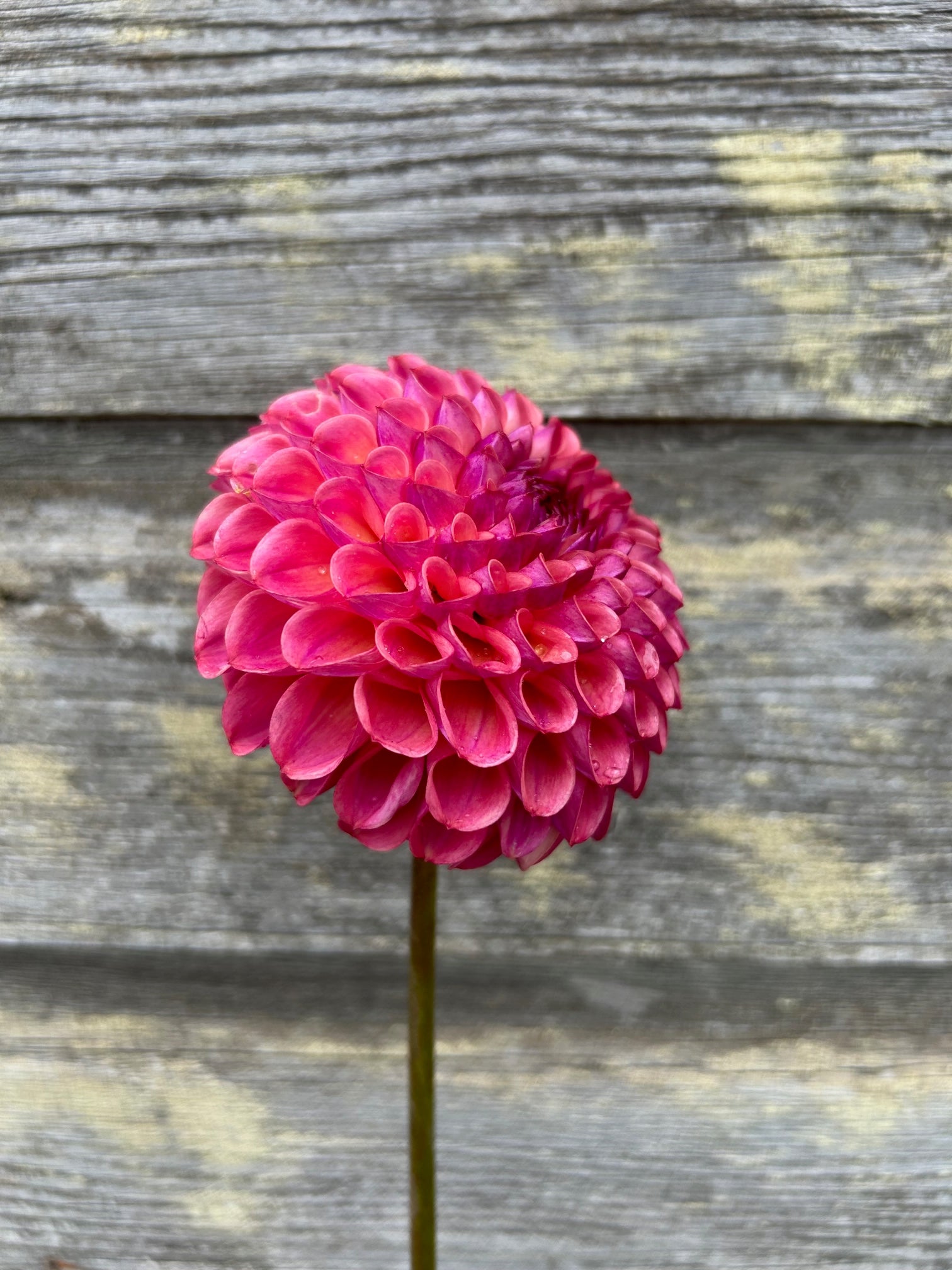 マグノリア フラワーボール19パールレッド Mystery Raspberry Ball – The Farmhouse Flower Farm