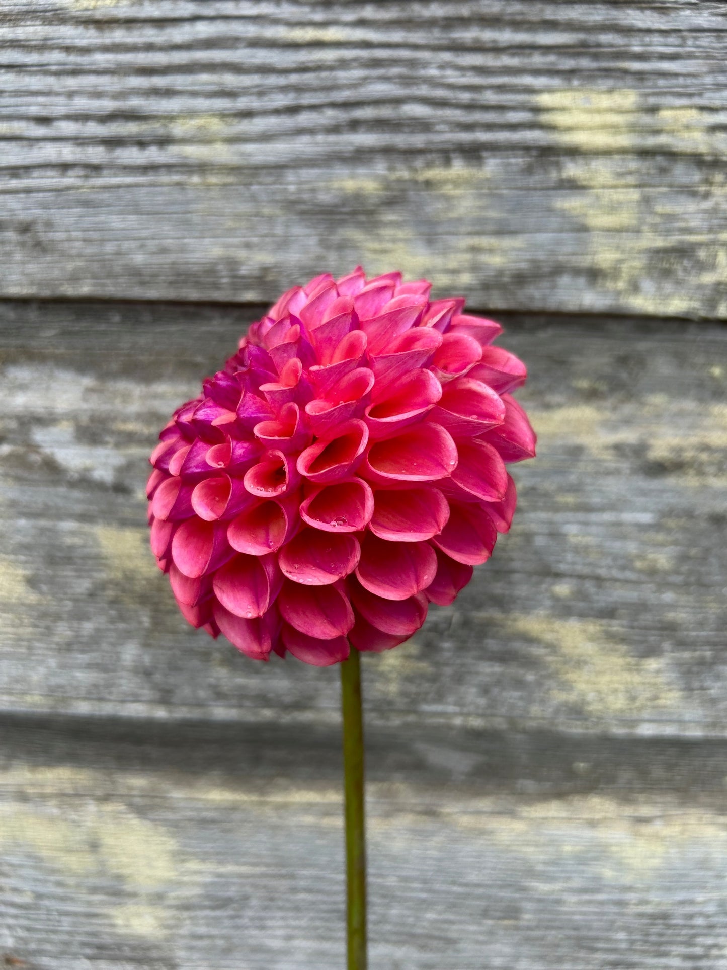 Mystery Raspberry Ball