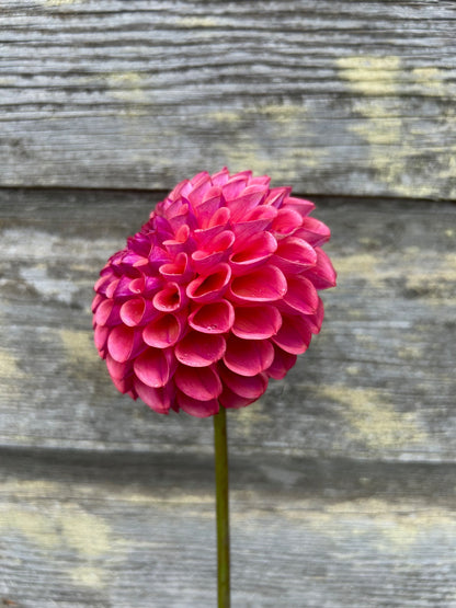 Mystery Raspberry Ball