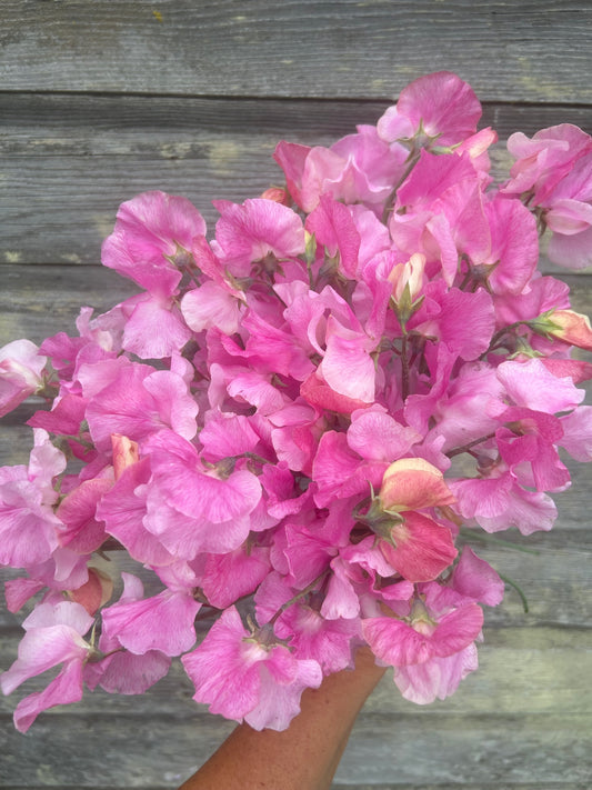 Sweet Pea - Audrey Kirkman