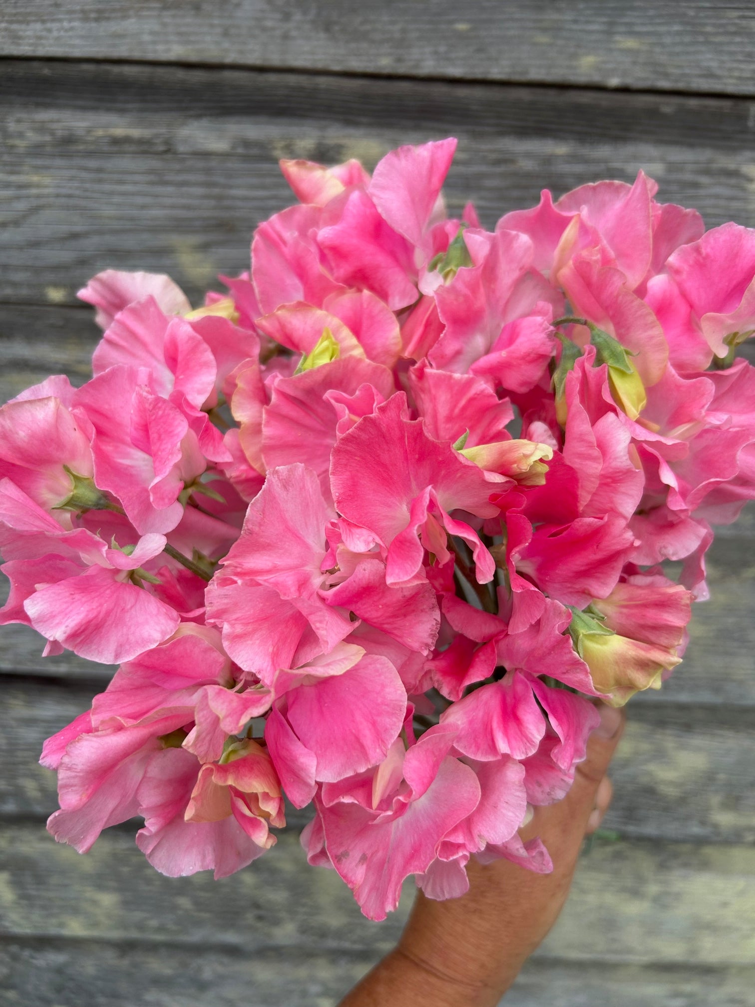 Sweet Pea - Mrs Bernard Jones – The Farmhouse Flower Farm