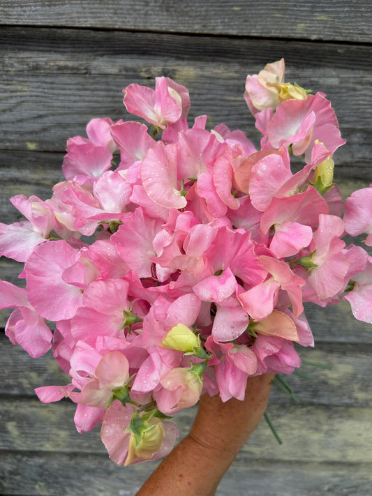 Sweet Pea - Southbourne