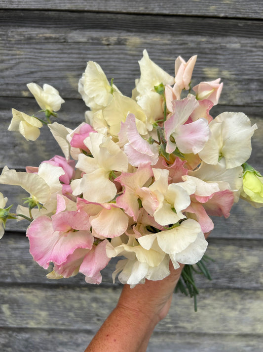 Sweet Pea - Blushing Bride Mix