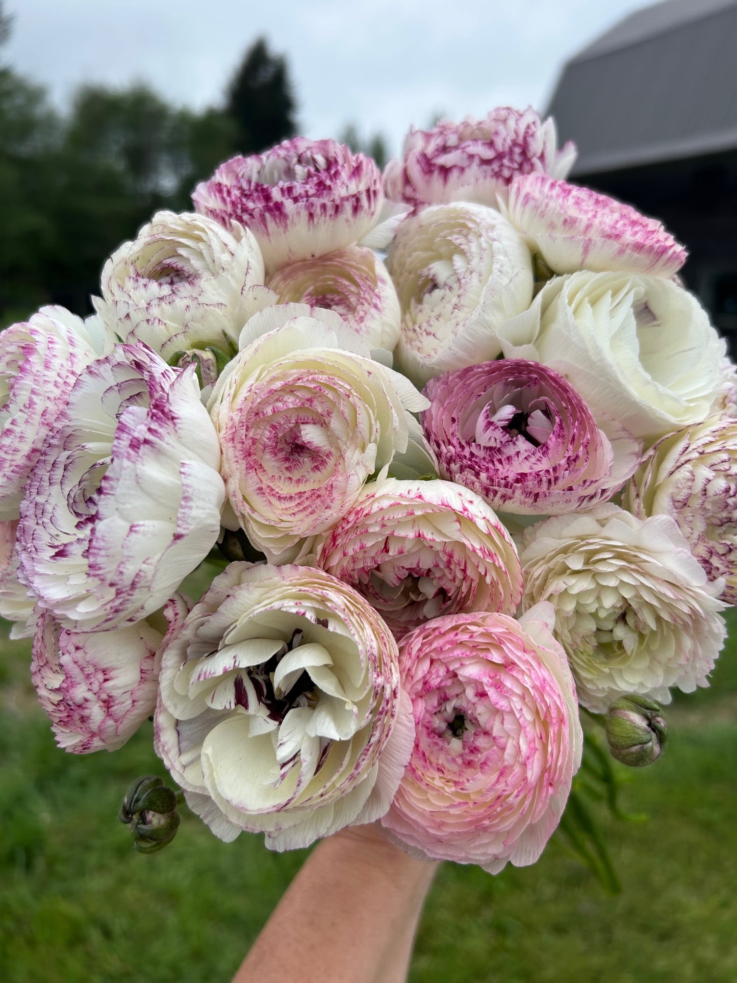 Ranunculus White Picotee