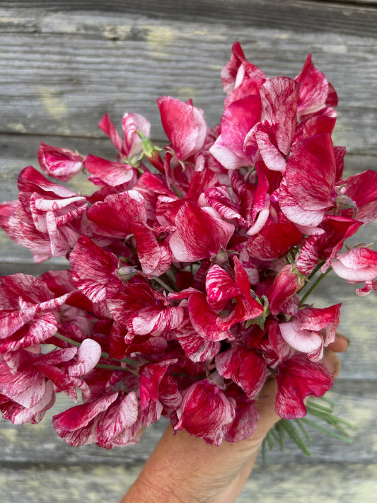 Sweet Pea - America