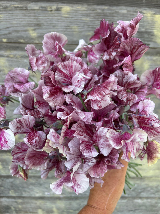 Sweet Pea - Chocolate Flake