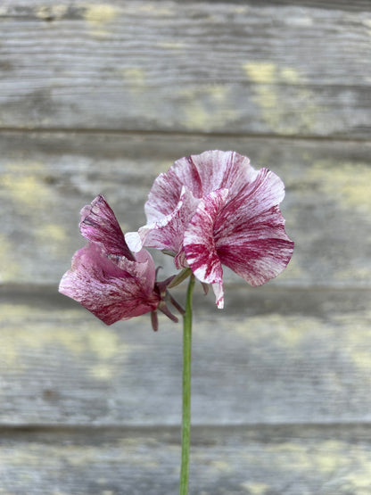 Sweet Pea - Chocolate Flake