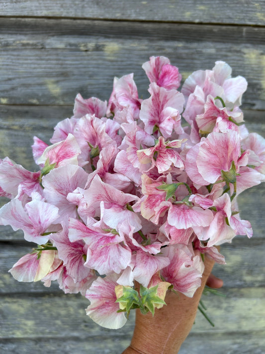 Sweet Pea - Raspberry Flake