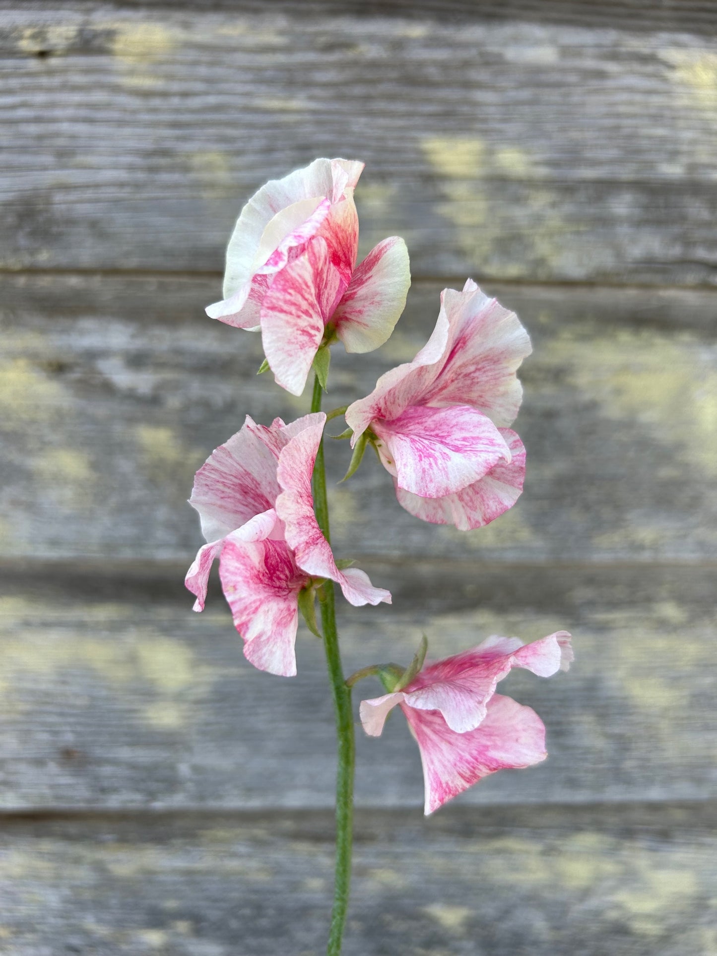 Sweet Pea - Raspberry Flake