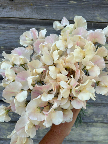 Sweet Pea - Juliet *LIMIT 1*