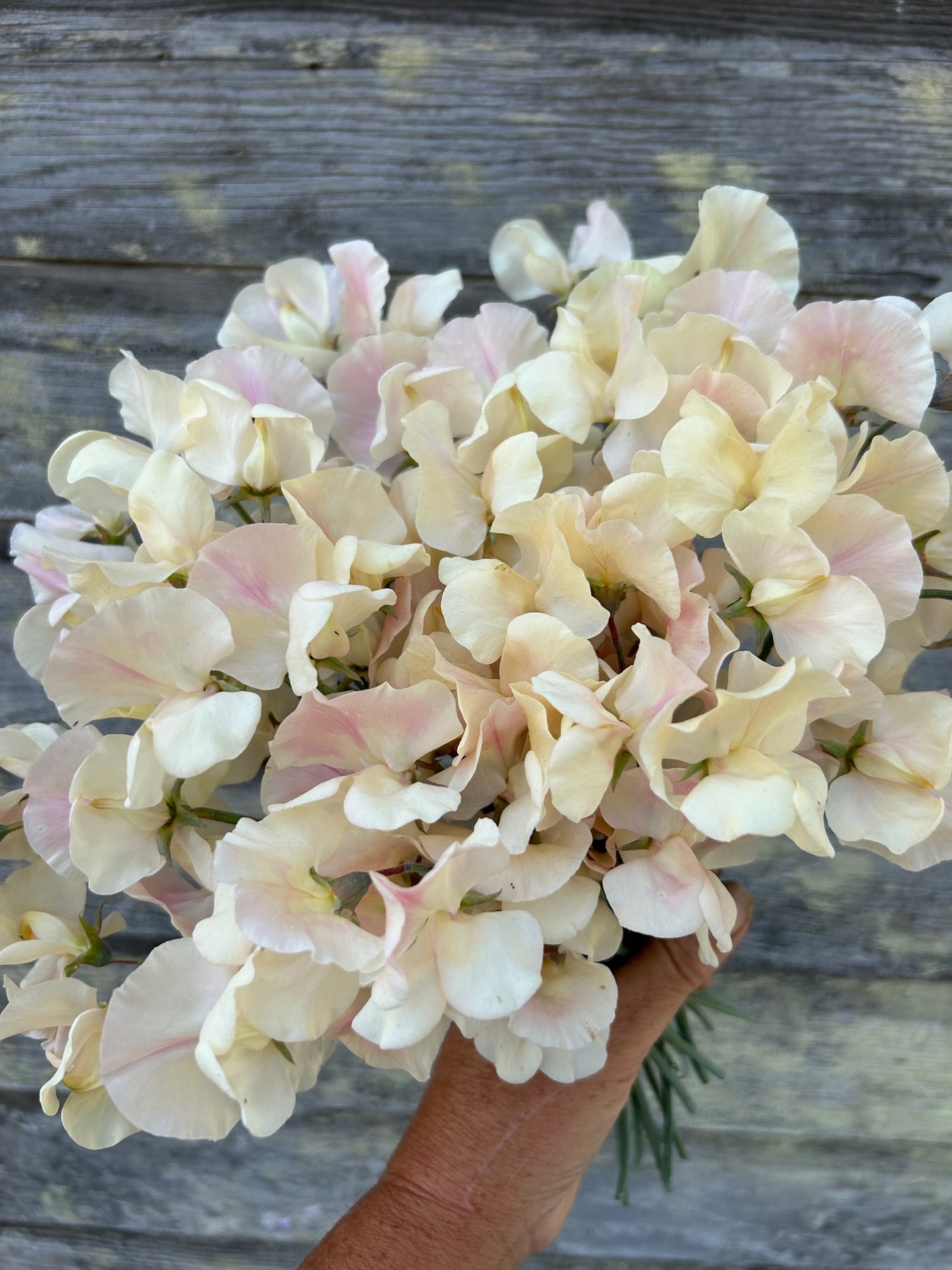 Sweet Pea - Juliet *LIMIT 1*