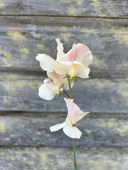 Sweet Pea - Juliet *LIMIT 1*