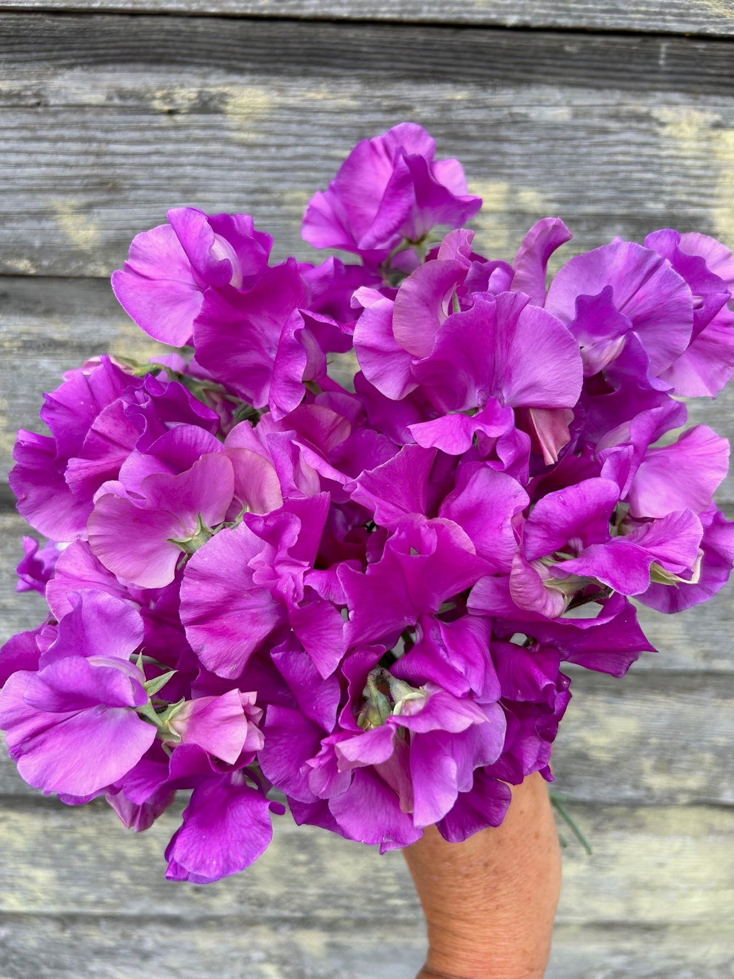 Sweet Pea - Moorland Beauty