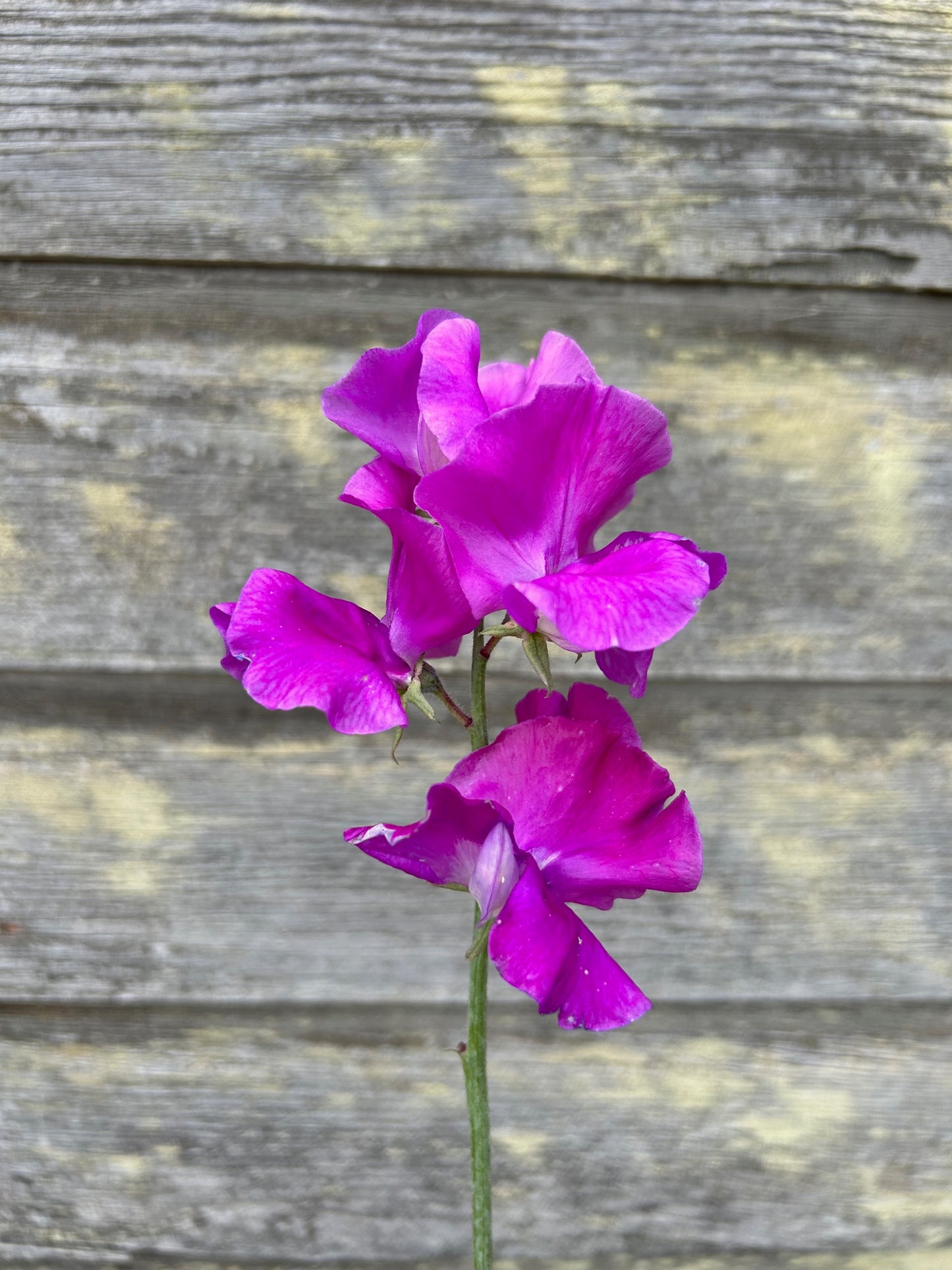 Sweet Pea - Moorland Beauty