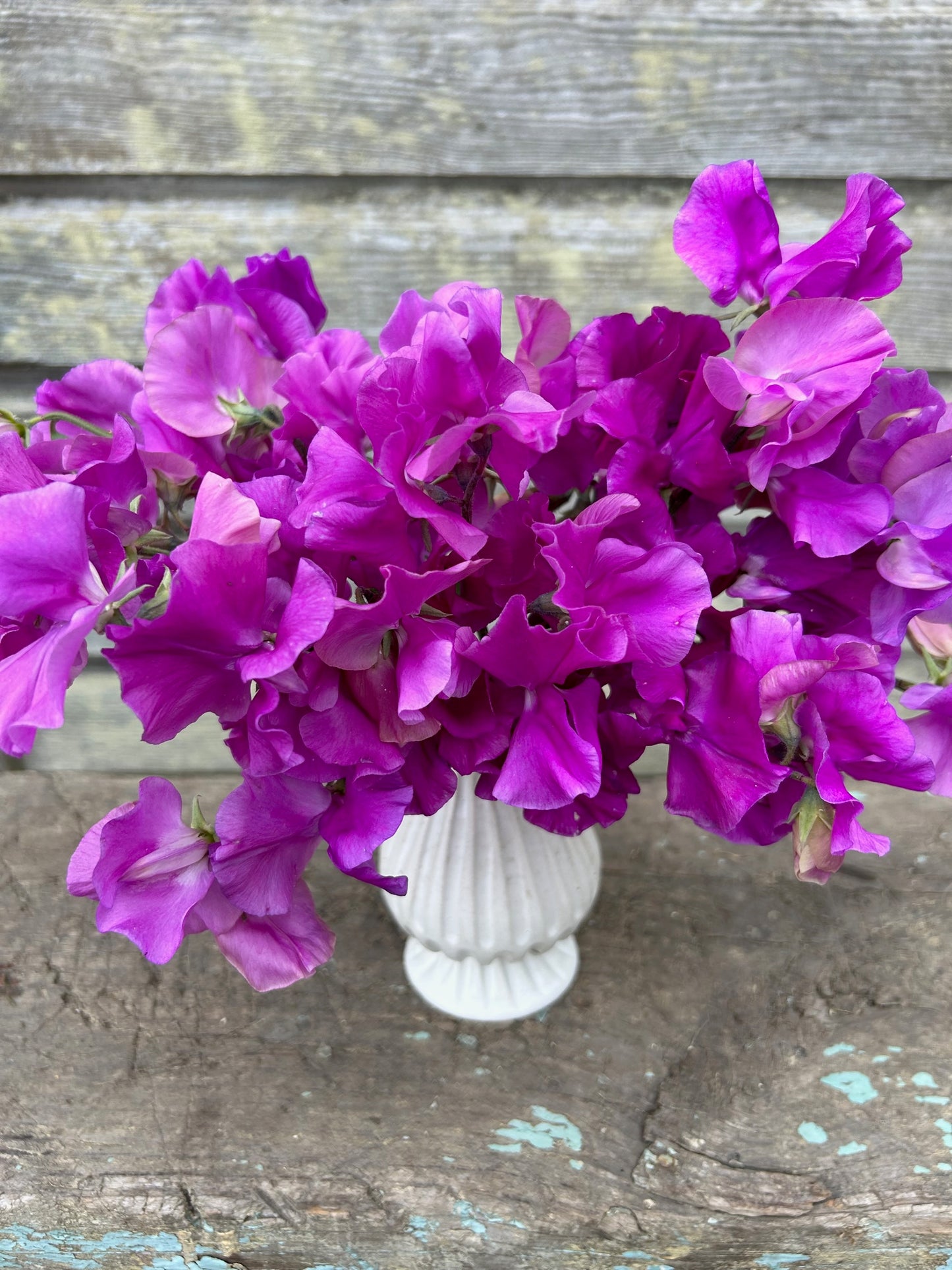 Sweet Pea - Moorland Beauty