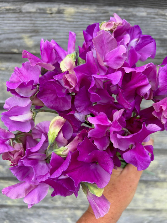 Sweet Pea - Eclipse