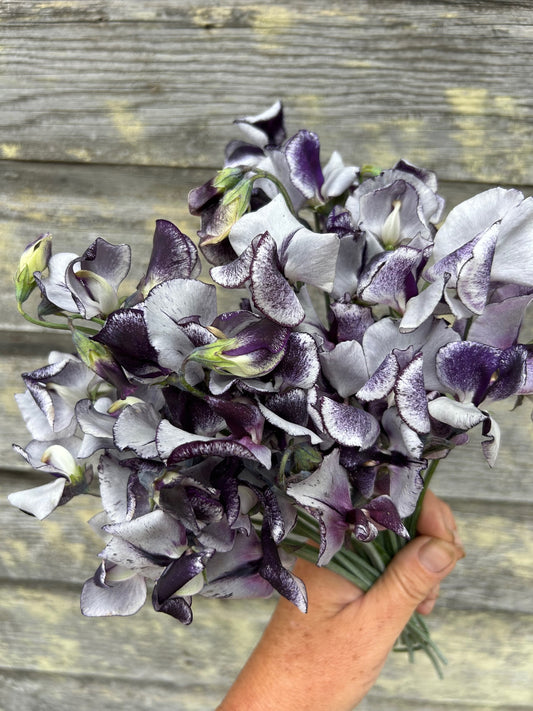 Sweet Pea - Nimbus