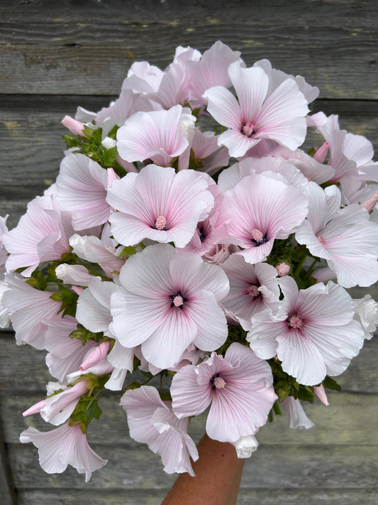 Lavatera - Pink Regis - LIMIT 1