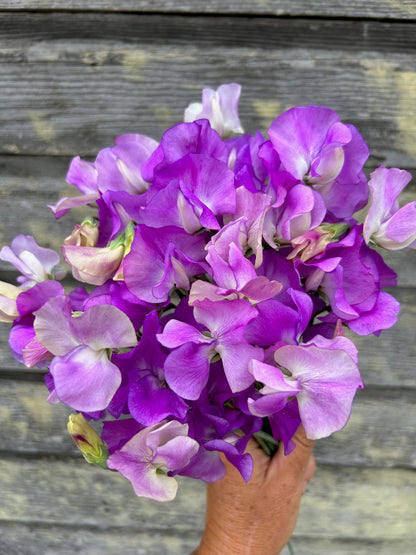 Sweet Pea - Jacqueline Ann