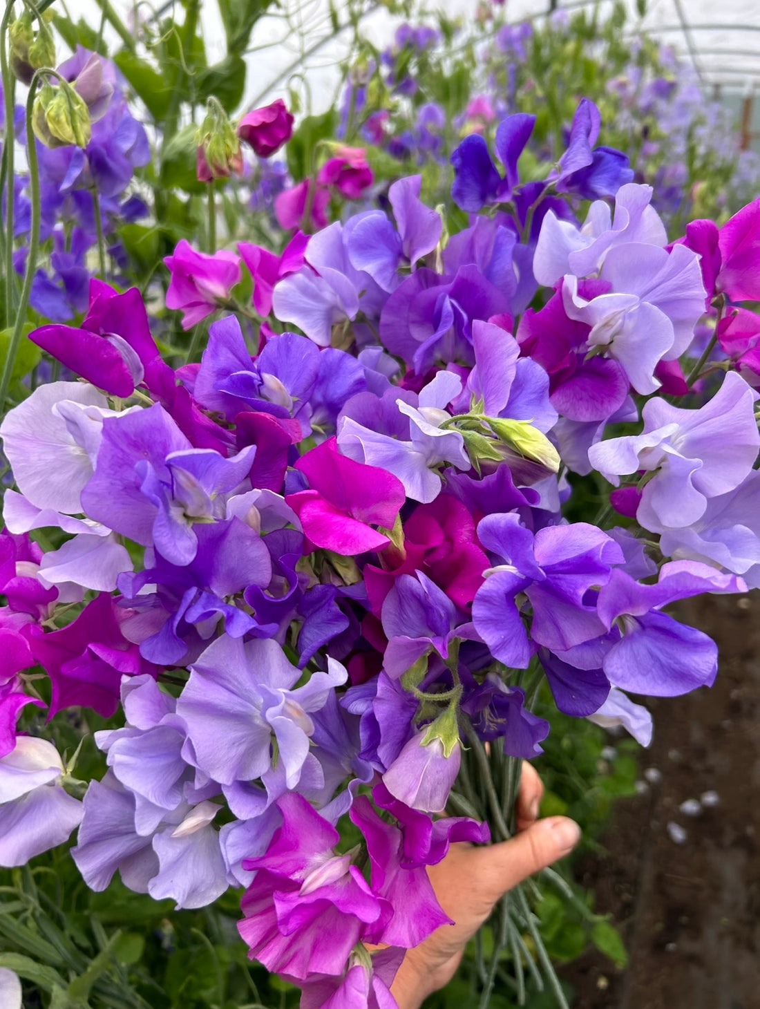 Sweet Pea - Summer Berries Mix – The Farmhouse Flower Farm