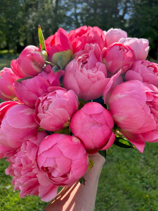 Peony - Coral Sunset