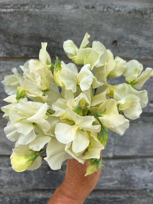 Sweet Pea - Limelight
