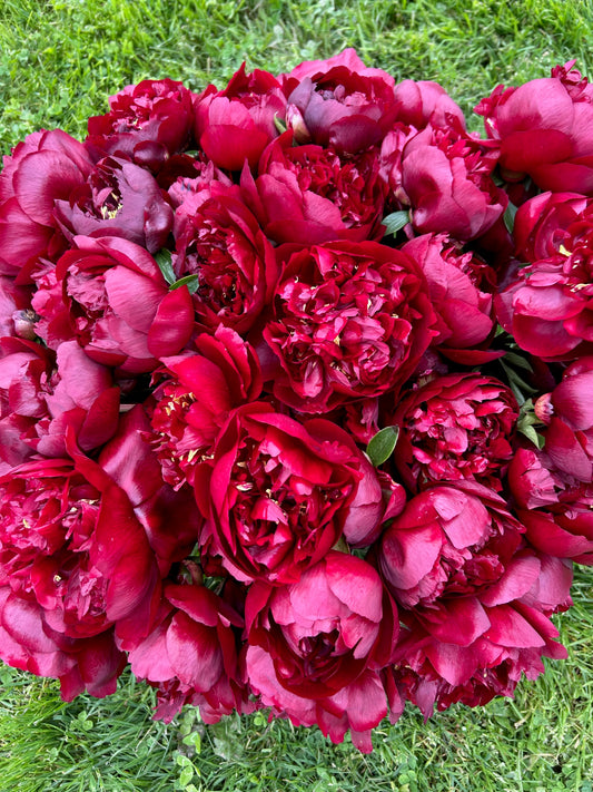 Peony - Buckeye Belle