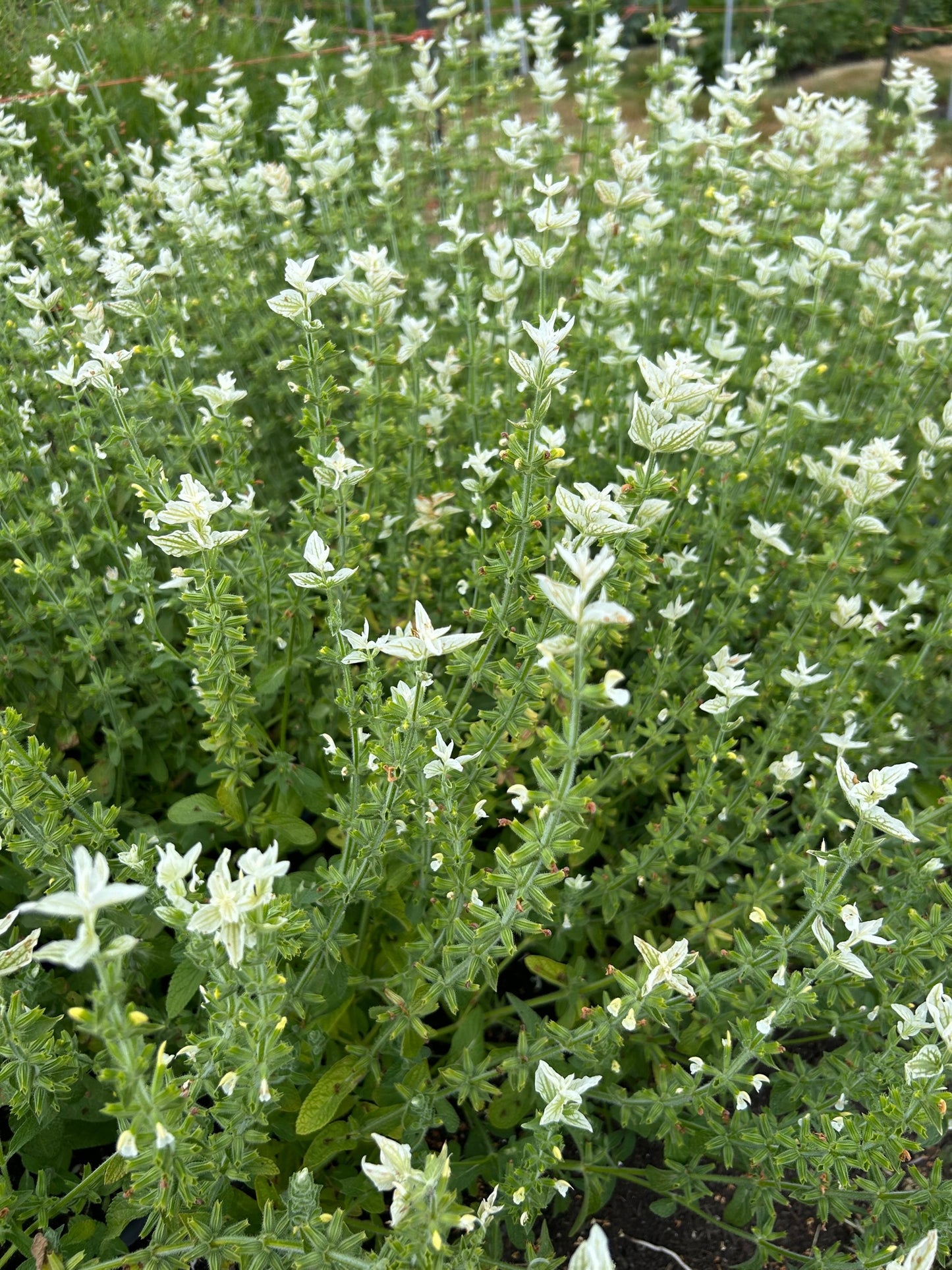 Clary Sage - White Swan