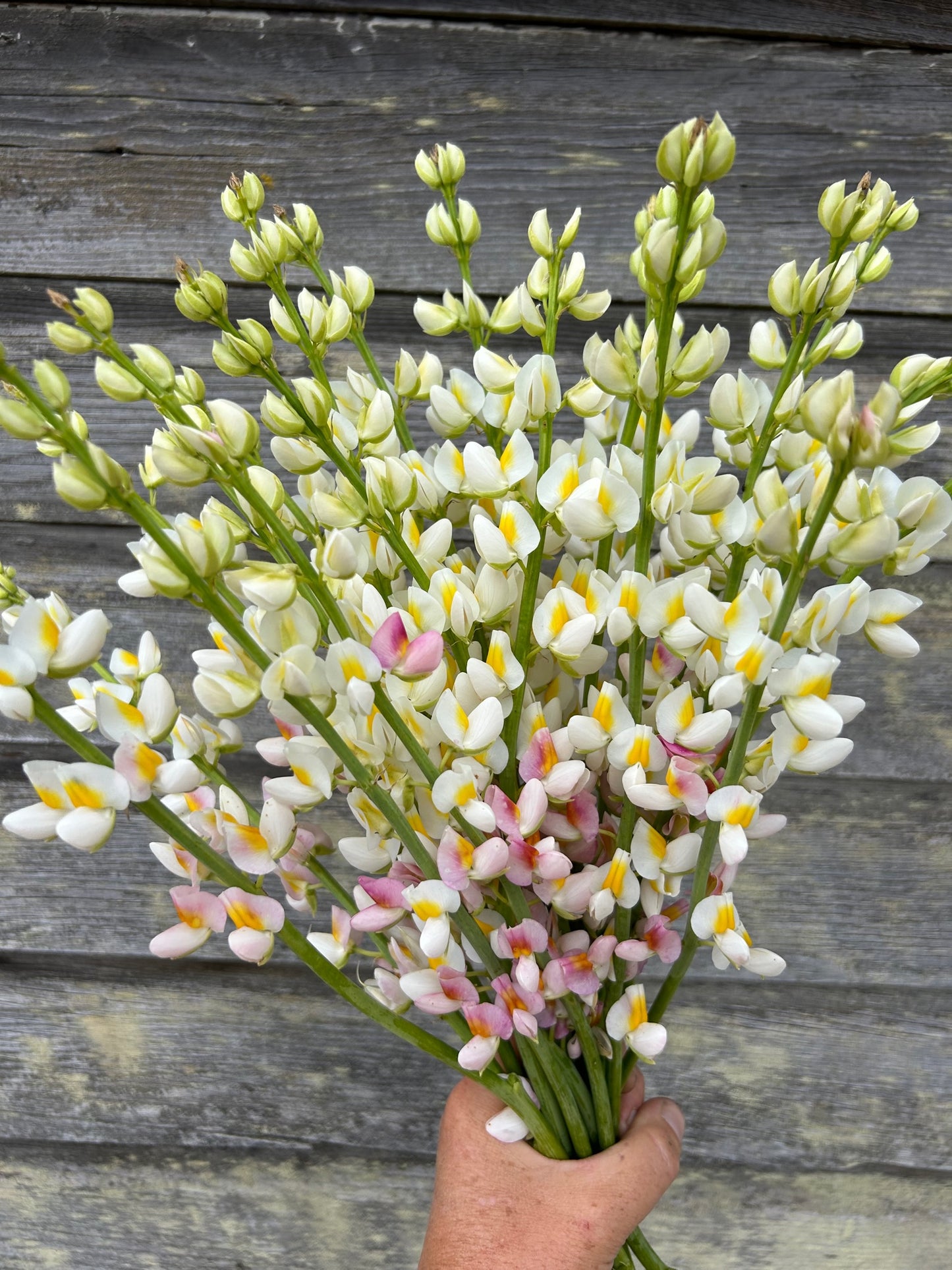 Lupine - White Javelin