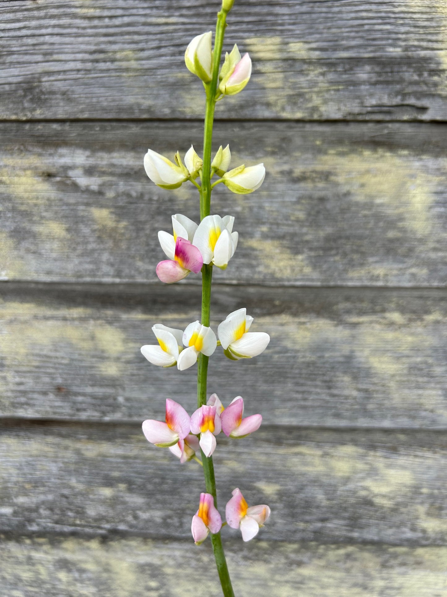 Lupine - White Javelin