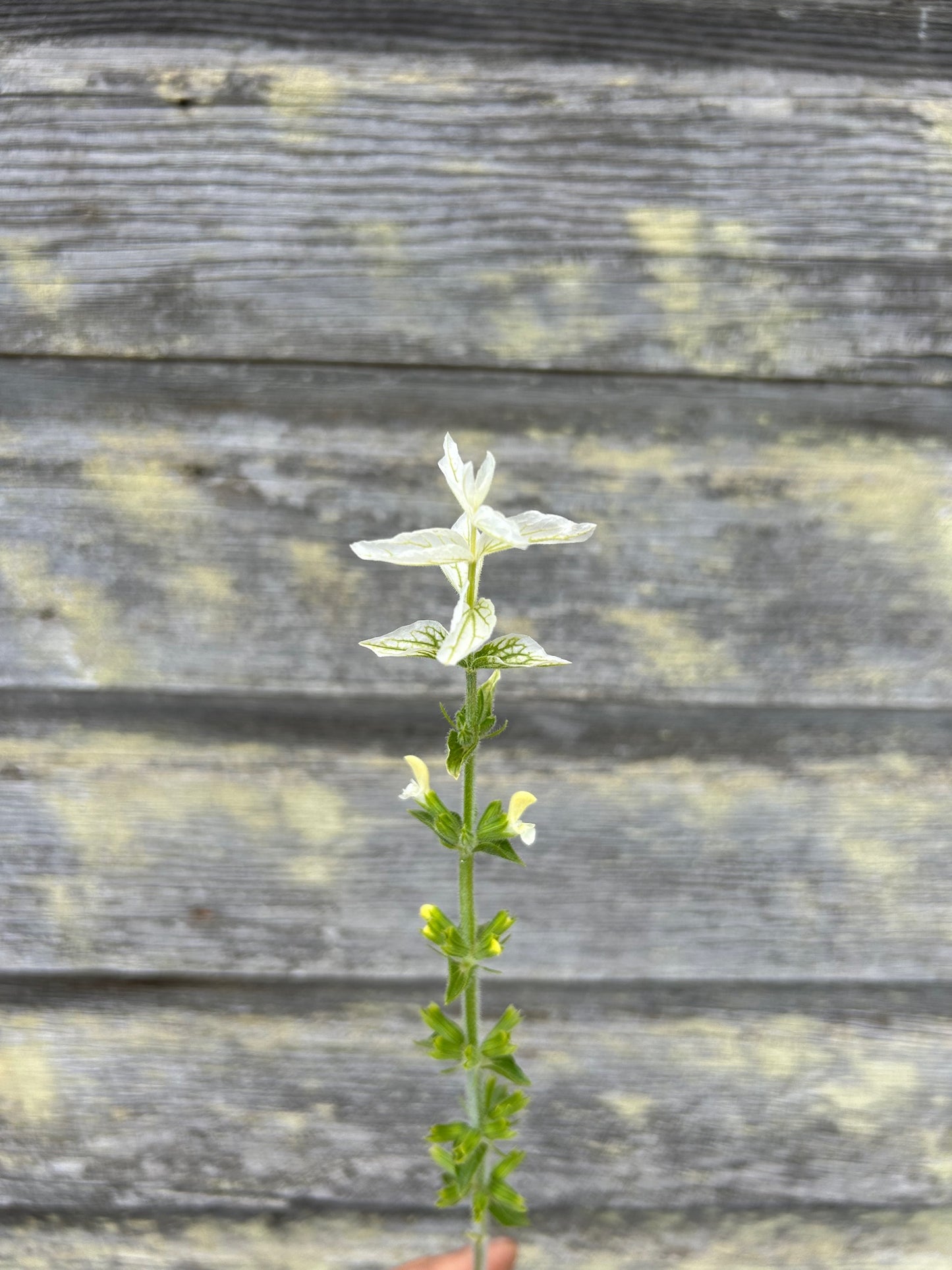 Clary Sage - White Swan